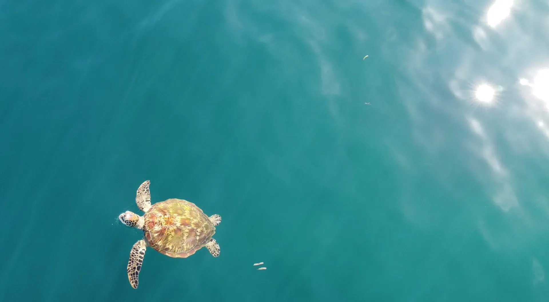 A sea turtle surfacing in the clear waters off the estate